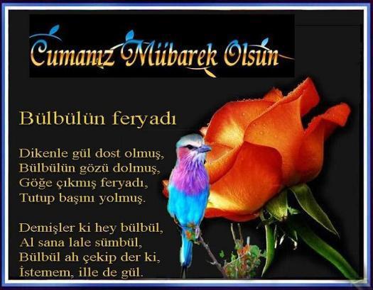 Dikenle gül dost olmuş,
Bülbülün gözü dolmuş,
Göğe çıkmış feryadı,
Tutup başını yolmuş
Demişler ki hey bülbül,
Al sana lale sümbül,
Bülbül ah çekip der ki,
İstemem illede gül.
Cumanız mübarek olsun